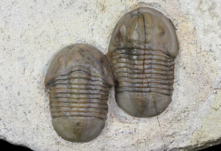 Two Proetid (Timsaloproetus?) Trilobites - Jorf, Morocco #75571